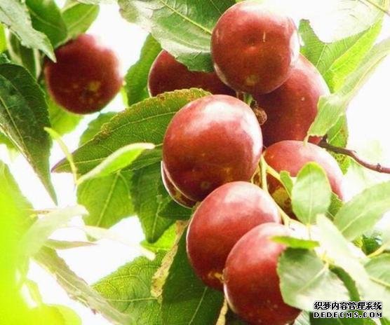 河北品牌叫響云南 “冀”特產(chǎn)這么多總有一款來自你的老家