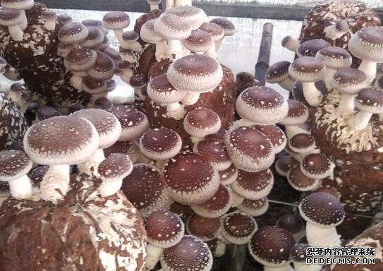 河北品牌叫響云南 “冀”特產(chǎn)這么多總有一款來自你的老家